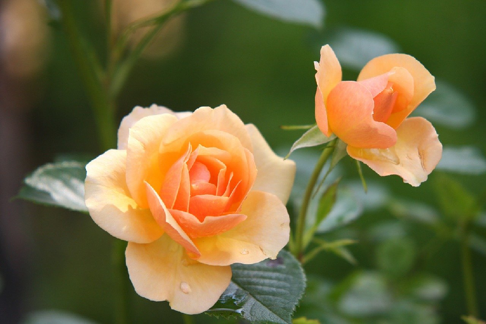 Odmiany róż i ich charakterystyka