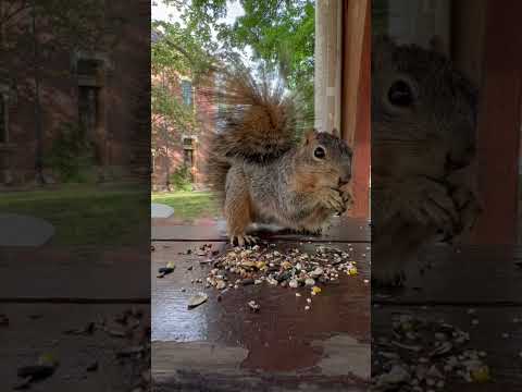 Tesla stock strategy with Flopsy squirrel 🐿️ lol 😝 What to watch on YouTube