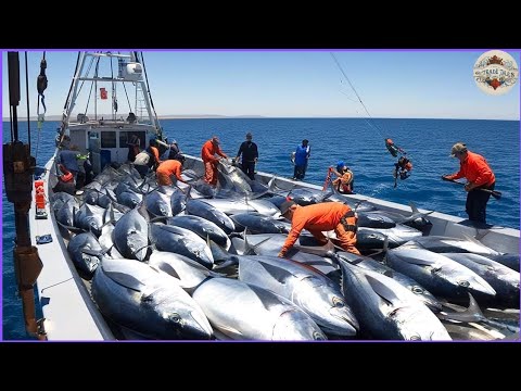 How Fishermen Catch Millions of Tuna Using Longline Fishing Method