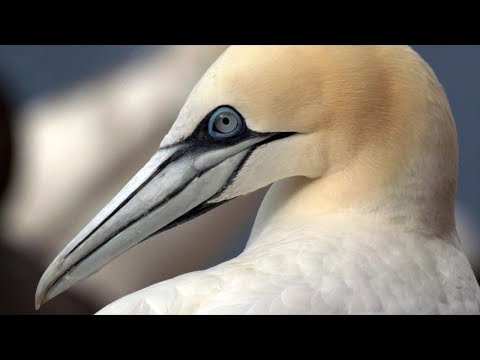 D200 Ep 24: Darwin200 visits Bass Rock (world&#039;s largest breeding colony of northern gannets)